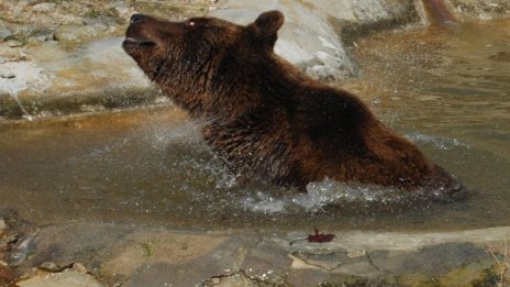 С ледени близалки в жегата радват в зоопарка