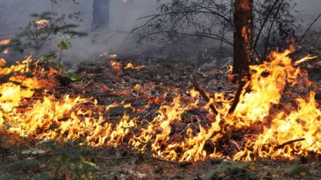 Пожар обхвана 2 км гори в ямболско село 