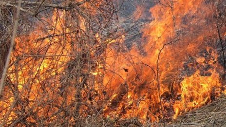 Горски пожар бушува между Мездра и Роман