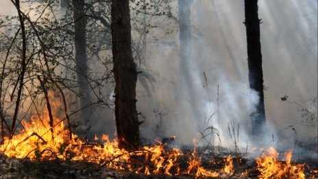 Пожарът на границата с Турция обхванал 20 000 дка