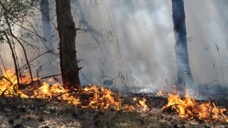 Потушиха пожарите край Ивайловград и Елхово