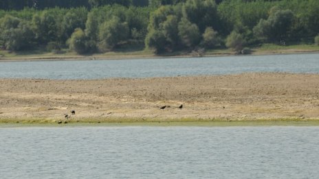 По коритото на Дунав се показаха големи ивици земя