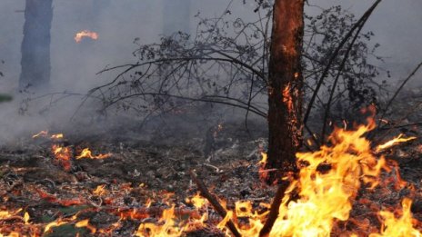 Над 1000 дка борова гора, храсти и треви горят в Свиленградско