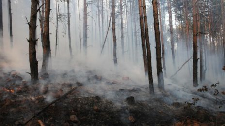 Локализиран е пожарът край Свиленград 