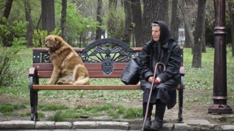 Бездомните кучета в Румъния ще бъдат убивани