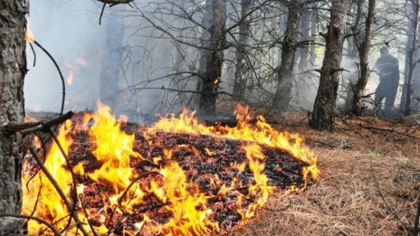 Пожар погълна 450 декара гора край Панагюрище