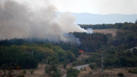 Пожар изпепели 10 декара борова гора край  Харманли