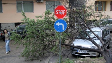 Силният вятър във Варна събори клони и дървета