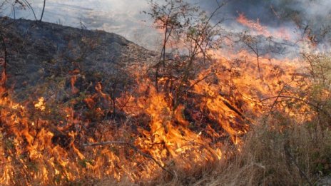 Локализираха пожар на Витоша