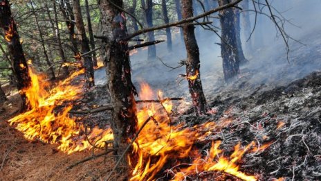 Огнеборци спасиха 70 дка гора край Попово