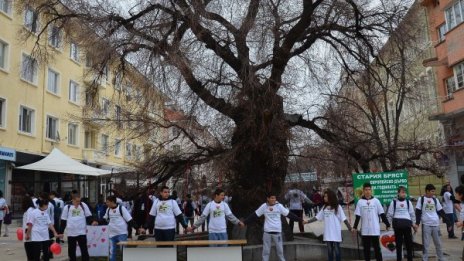 Сливенската митрополия подкрепи Стария бряст за "Европейско дърво на годината" 