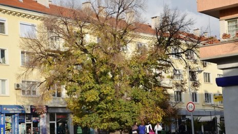 Старият бряст в Сливен победи в "Европейско дърво на годината"