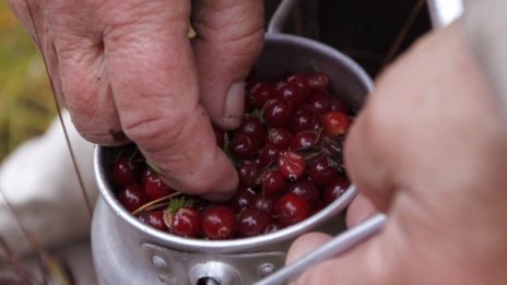 Червените боровинки пазят пикочните пътища 