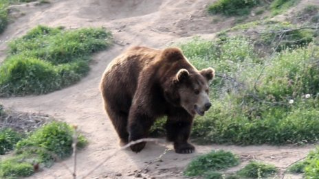 Раздават спрейове за защита от мечки в смолянско село