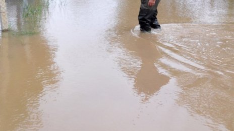 Сечта в "Джанавара" - в рамките на горския план 