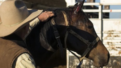 Конете - новата страст на заможните китайци