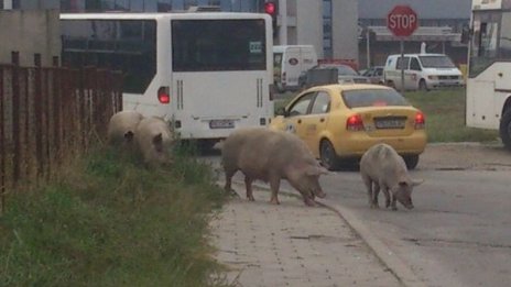 Прасета обикалят из улиците на Пловдив 