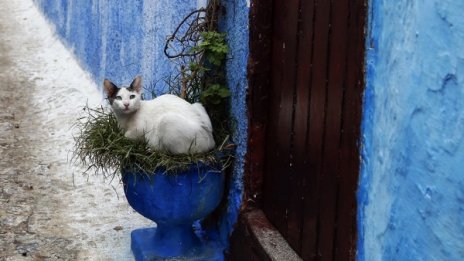 В Прага отвориха кафене за любители на котки 