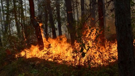 13 декара иглолистна гора изгоря при пожар в Благоевградско