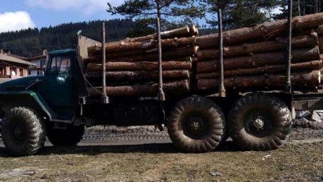 Спипаха 2 камиона с незаконна дървесина край Копривщица