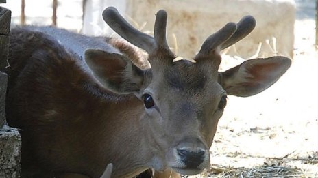 30 елена умряха от глад през зимата в Момчилградско 