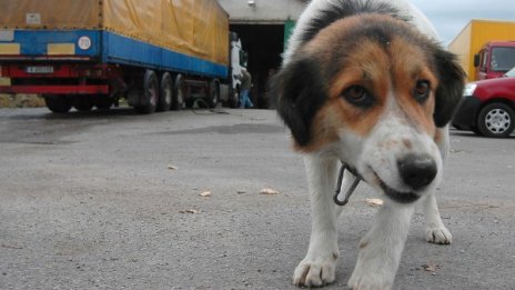 Ново зверство: Убиха с тухли домашно куче