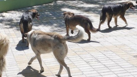 Кучета нахапаха две деца в Сливен