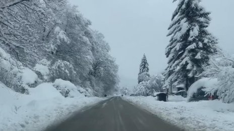 Огромен бор се срути на пътя Самоков - Боровец