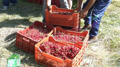 Проверка в градината: Дай си договора да береш череши