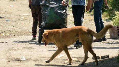 Все повече осиновяват бездомни кучета в София