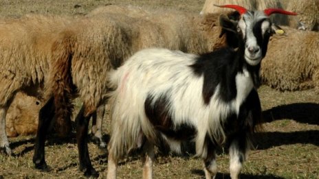 Спасители откриха изгубен пастир – обезводнен, но жив