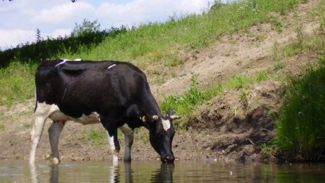 Крава цопна в джибри, вадиха я пияна с кран