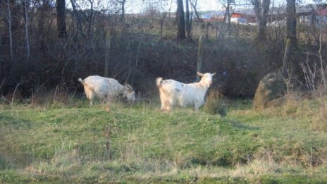 Вандали убиха животни в зоокът в Стара Загора