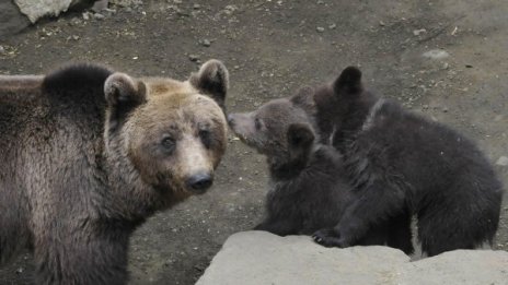 Десетина мечки скитат из Витоша далеч от хората