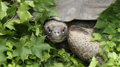 Костенурка на 183 г. – най-старото животно в света