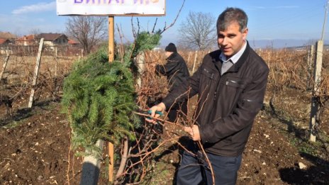 Винопроизводителите все по-малко, младите искат по-лесен бизнес 