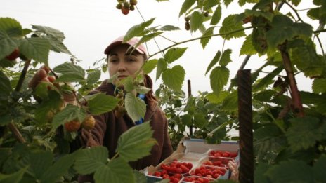 Наши работници в Португалия проплакаха от мизерия