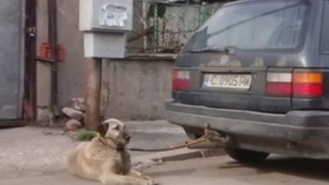 Разсеяност, небрежност... влачилият кучето си в стрес