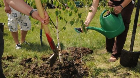 600 нови дървета ще зеленеят по столичните улици 