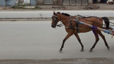 Кола се заби в изскочил кон, 15-годишен загина