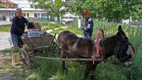 Овцата Пенка – абитуриентка! 1, 2, 3...