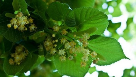 Първенци! Изнасяме най-много билки в Европа