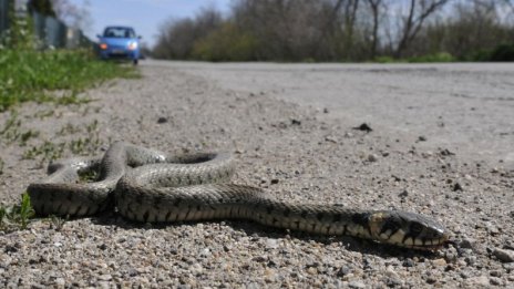 Змиите повечко тази година, бум на ухапванията