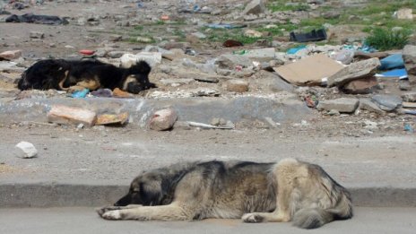 В Столипиново пропищяха от запушени шахти