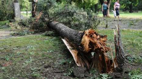 Софиянци подали 25 сигнала за паднали дървета след бурята