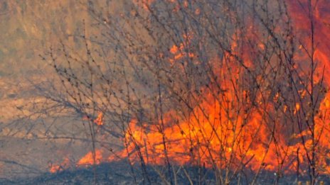 Пожар пламна в лозов масив край Долно Линево