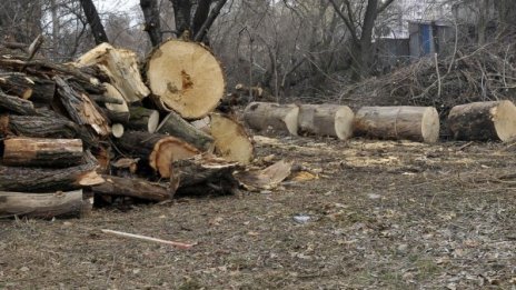 Горски инспектори от Пазарджик установиха незаконна сеч