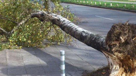 На север от Витоша: Фьон, паднали клони, дървета...