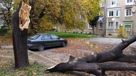 Старо дърво се сгромоляса във Варна