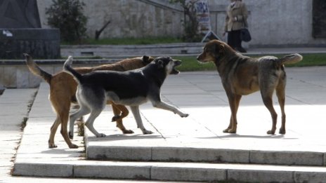 Безпризорно куче нахапа зверски жена в София